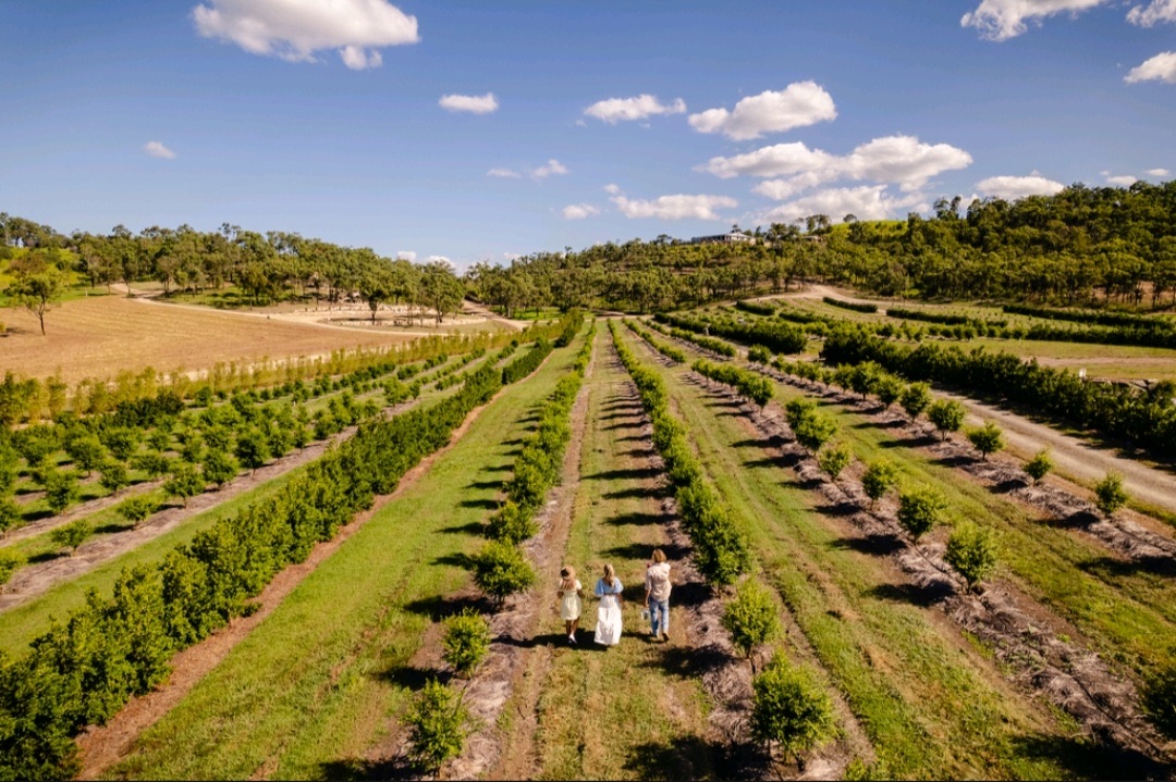 Aerial view across the finger lime orchard at The Salty Lime Co